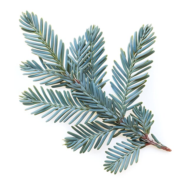 Feuille de sapin subalpine isolée avec une forme de feuille en forme d'aiguille et un gris bleu sur un fond propre Clipart