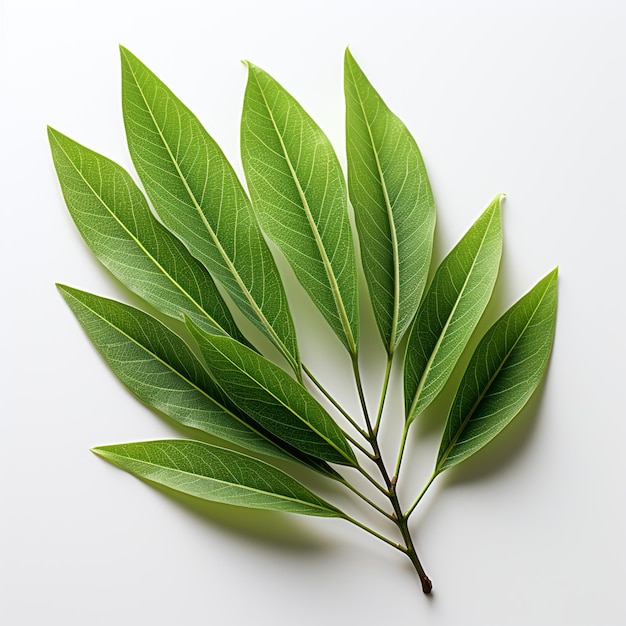 La feuille de saule verte est posée sur un fond blanc.