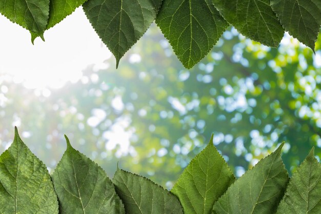 feuille se brouiller extérieur vert naturel