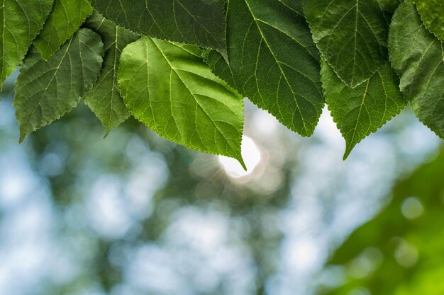 feuille se brouiller extérieur vert naturel