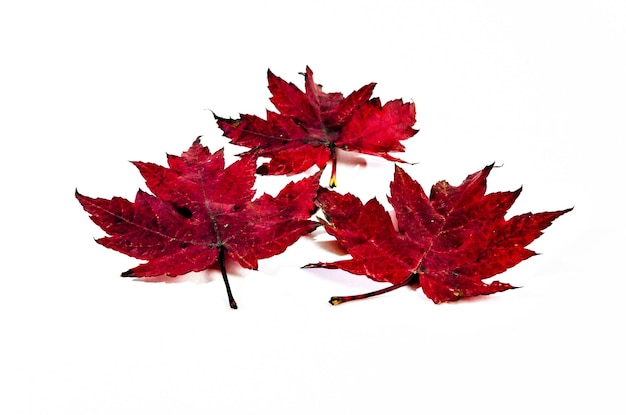 Feuille sèche d'automne tombée d'un arbre sur fond blanc.