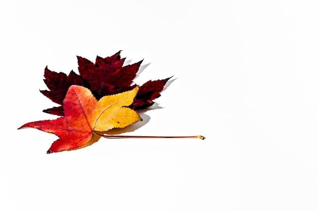 Feuille sèche d'automne tombée d'un arbre sur fond blanc.