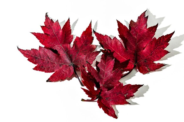 Feuille sèche d'automne tombée d'un arbre sur fond blanc.