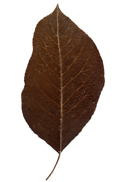 Feuille sèche d'herbier isolée sur une surface blanche.