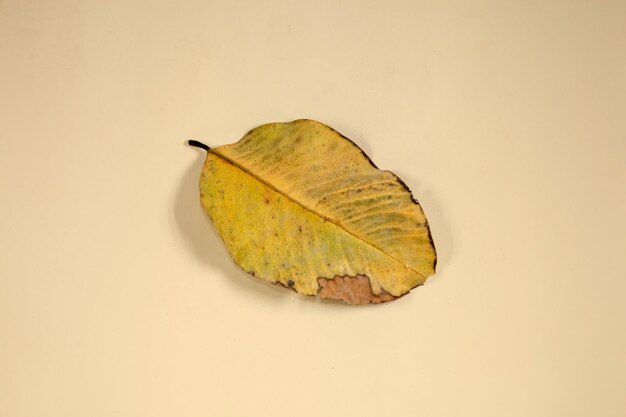 Feuille sèche isolée sur un fond beige de feuilles d'automne