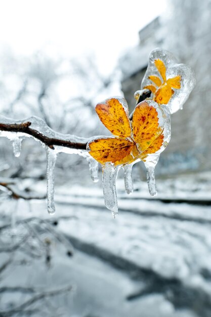 Feuille sèche orange poussant sur une branche recouverte de glace Photo de haute qualité