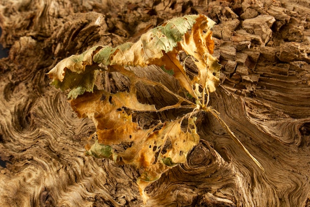 Feuille sèche sur racine d'arbre