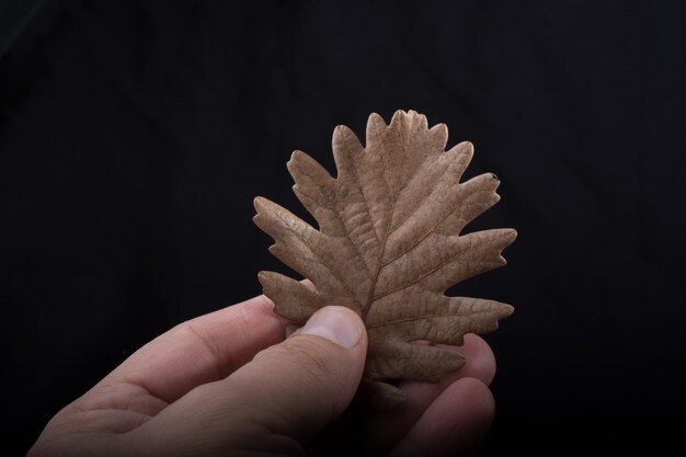 Une feuille sèche séparée à la main