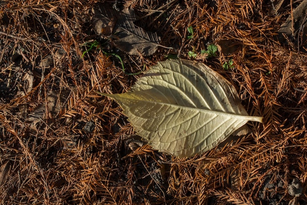 Une feuille sèche séparée des temps d'automne