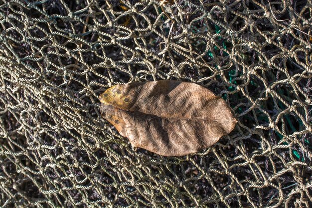 Une feuille sèche séparée en vue