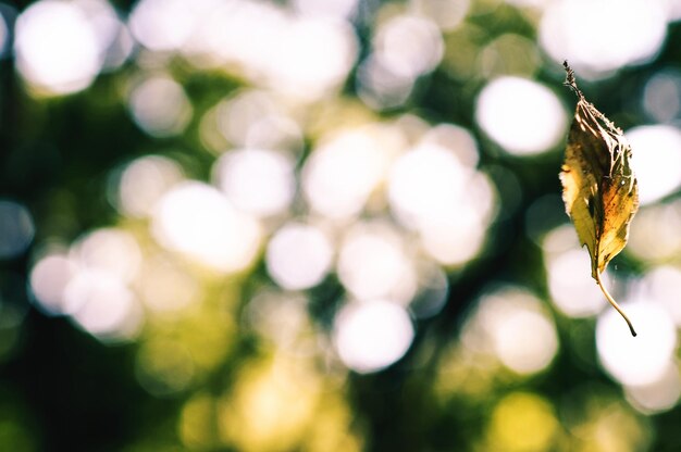 Photo une feuille sèche tombée en l'air contre les arbres