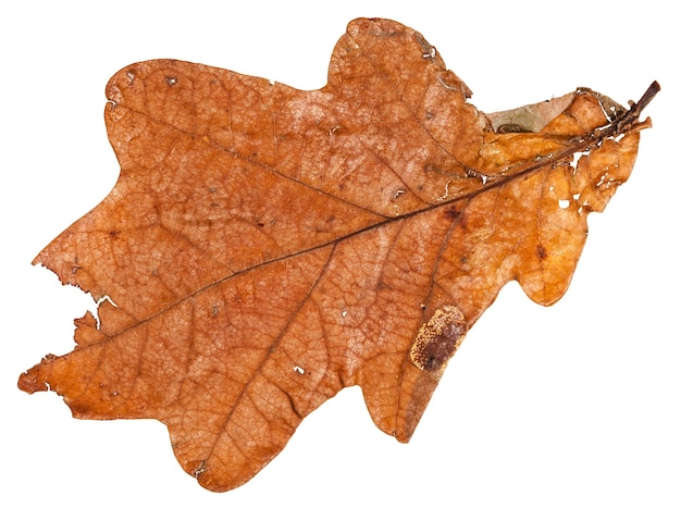 Feuille séchée brune de chêne isolé