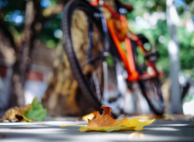 Photo une feuille sur un sentier