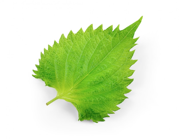 Feuille de shiso sur mur blanc.