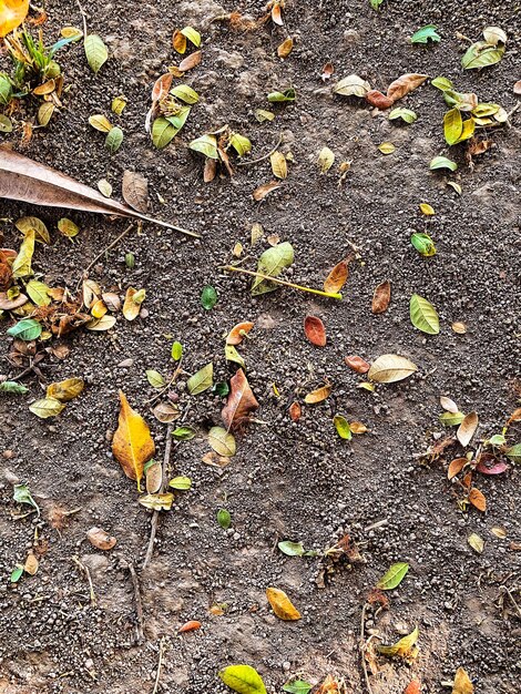 une feuille sur le sol est posée sur le sol