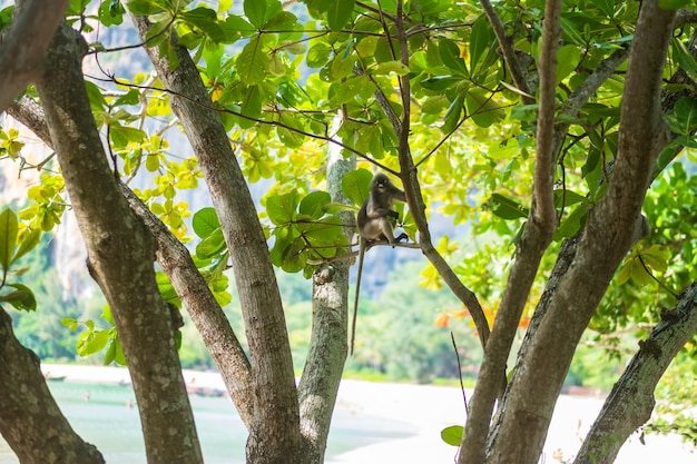 Photo feuille sombre singe langur trachypithecus obscurus accrocher et manger des feuilles vertes sur l'arbre à railay beach krabi thaïlande