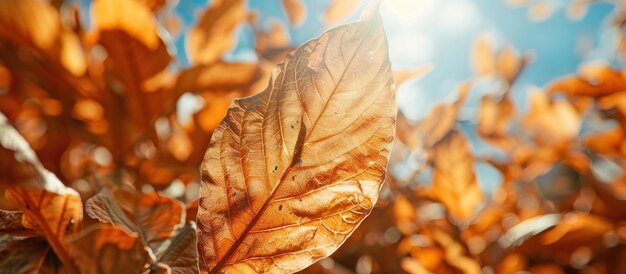 Une feuille de tabac sur un arbre