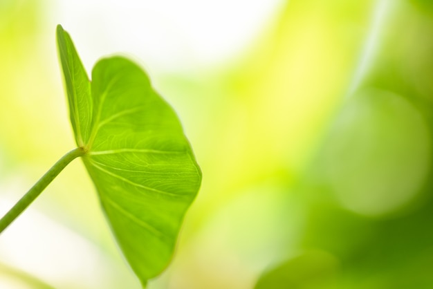 Feuille de taro géant araceae - plantes vertes arroser les mauvaises herbes dans la forêt tropicale