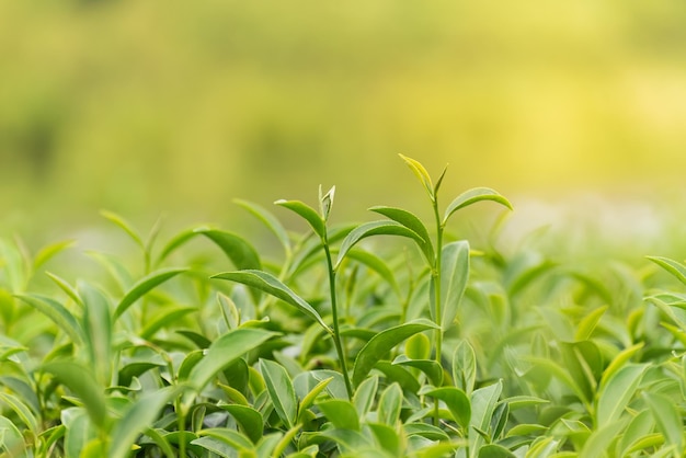 Feuille de thé vert dans la plantation de thé du matin arrière-plan flou Feuilles de thé vert frais