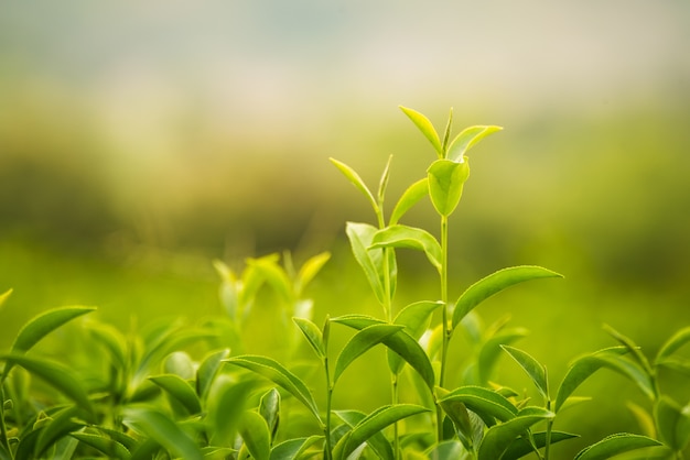 Feuille de thé vert à la ferme le matin