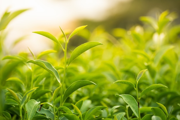 Feuille de thé vert à la ferme le matin