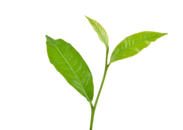 Feuille de thé vert sur fond blanc