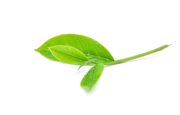 Feuille de thé vert avec des gouttes d'eau isolé sur blanc.