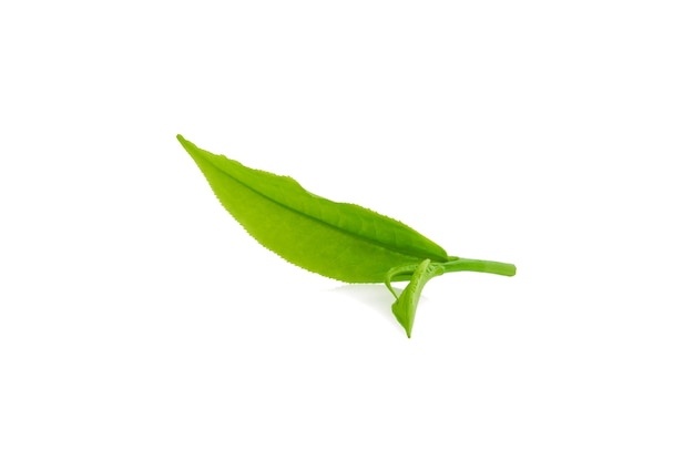 Photo feuille de thé vert isolé sur blanc