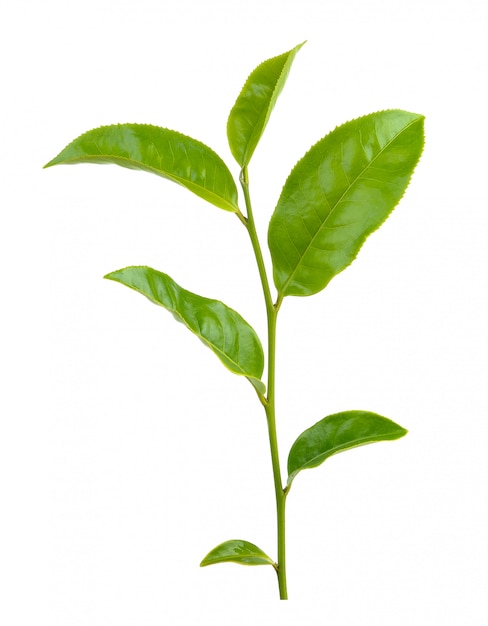 Feuille de thé vert isolé sur blanc