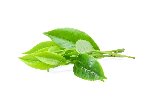 Feuille de thé vert isolé sur fond blanc