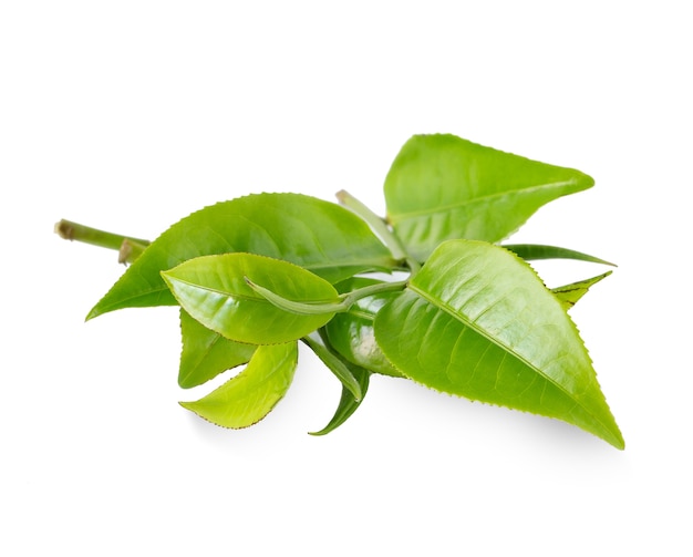 Feuille de thé vert isolé sur fond blanc