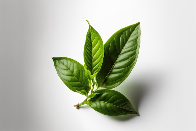 Feuille de thé vert isolé sur fond blanc