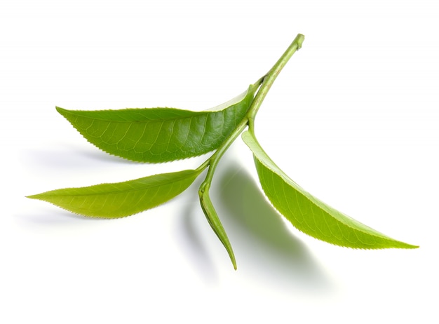 Feuille de thé vert isolé sur une surface blanche