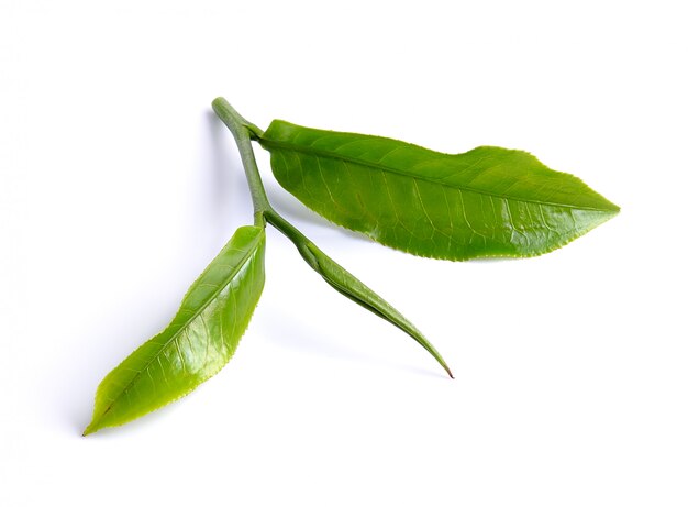 Feuille de thé vert isolé sur une surface blanche