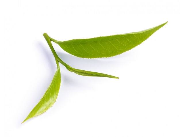 Feuille de thé vert isolé sur une surface blanche