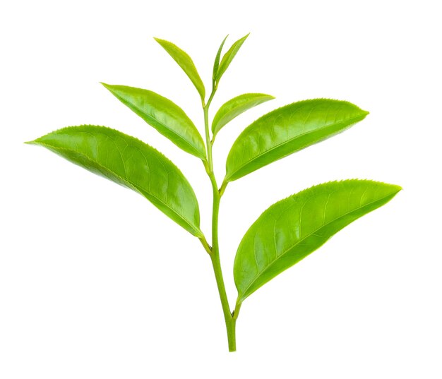 Photo feuille de thé vert isolée sur fond blanc