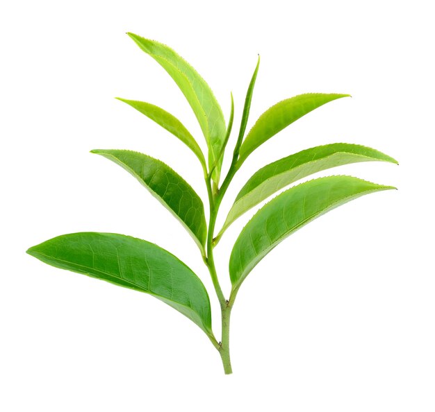 Feuille de thé vert isolée sur fond blanc