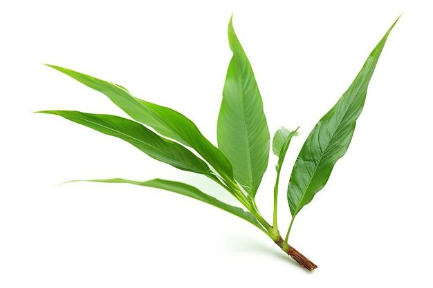 feuille de thé vert isolée sur fond blanc