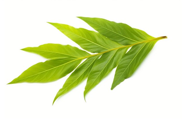 feuille de thé vert isolée sur fond blanc