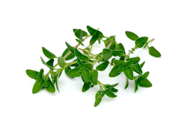 feuille de thym frais ou de thym de citron isolée sur un fond blanc motif de feuilles vertes