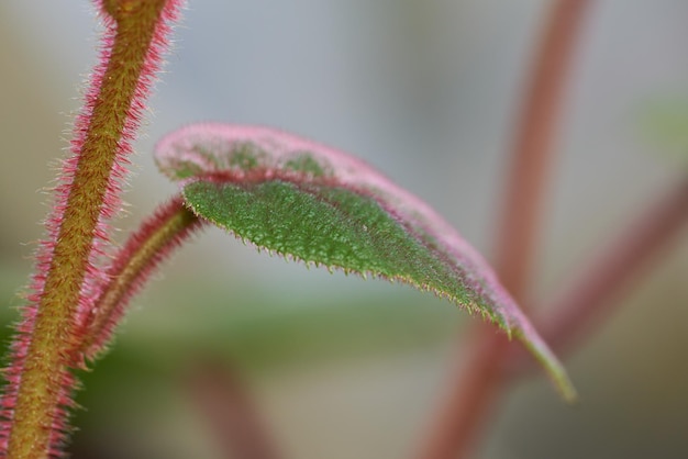 Feuille et tige en gros plan d'une plante de kiwi poilue à l'extérieur dans la nature sur un arrière-plan flou bokeh avec espace de copie Une plante à pointes poussant à l'extérieur dans son habitat naturel ou son écosystème non cultivé