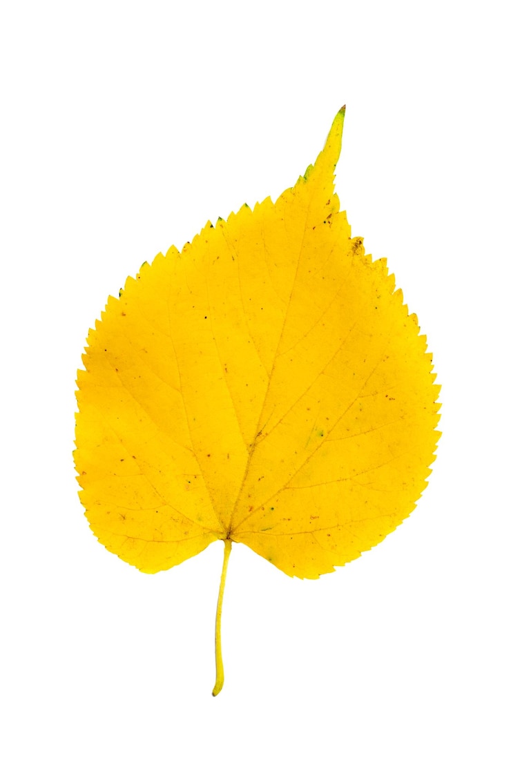 Photo feuille de tilleul
