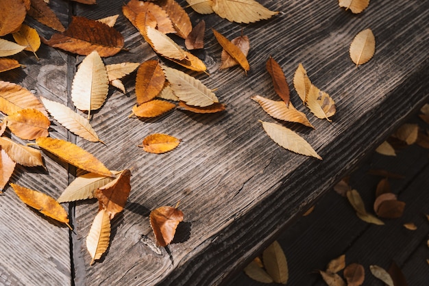 Feuille tombante colorée en automne.