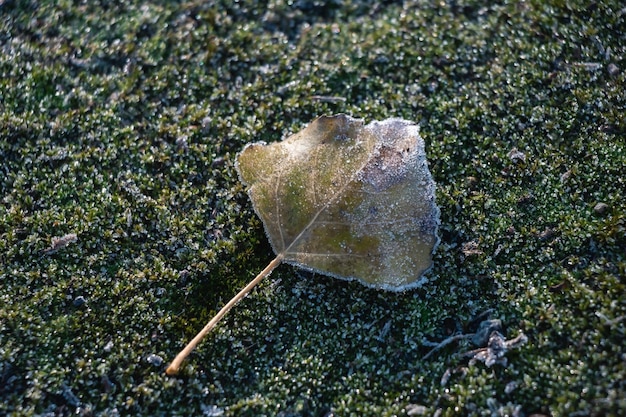 Une feuille tombée recouverte de givre est allongée sur de la mousse