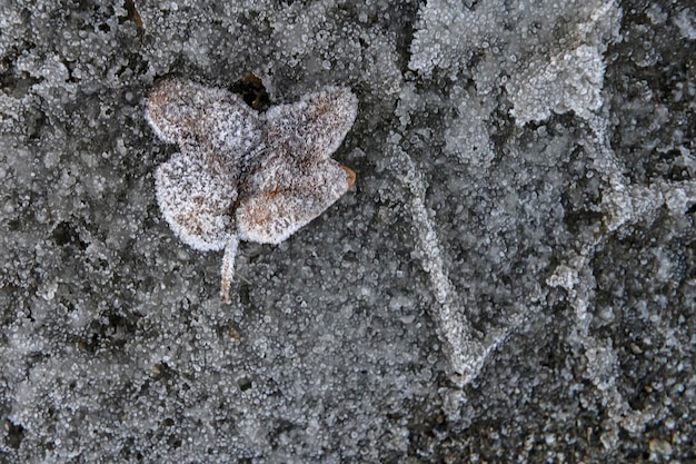 Feuille tombée sur le sol gelé