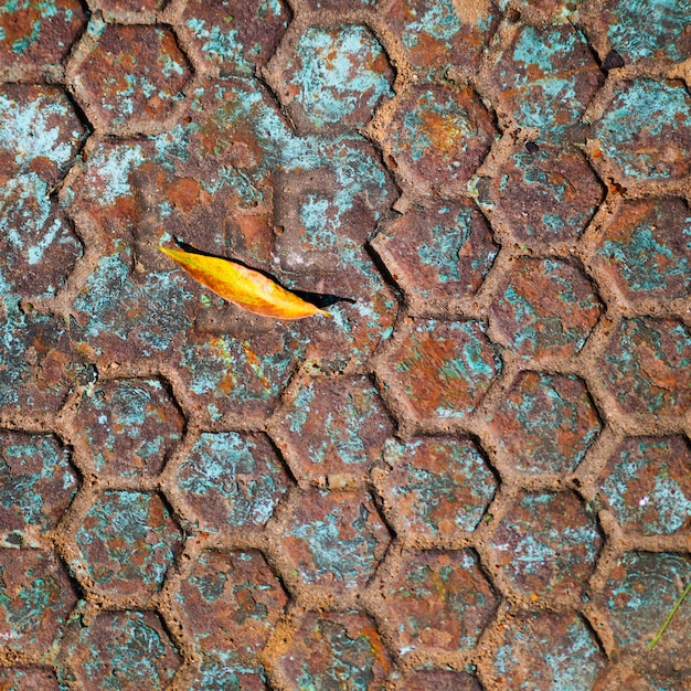 Feuille tombée sur le trou d&#39;homme vintage.