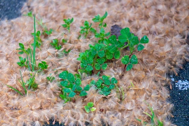 Feuille de trèfle porte-bonheur sol équilibre frais zone de jardin champ organique