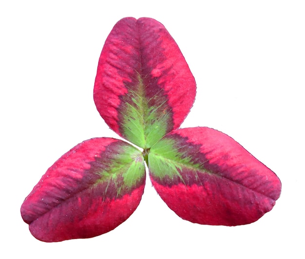 Feuille de trèfle trifolium vert rose coloré inhabituel. Isolé sur blanc. Pour les illustrations, le design, la texture.