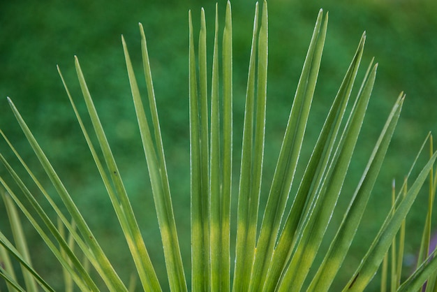 Feuille tropicale sur fond vert.