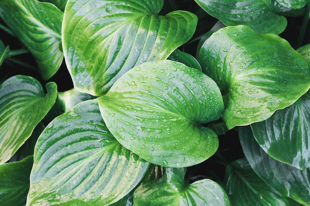 Feuille tropicale avec des gouttes d'eau